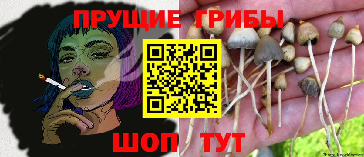 Псилоцибиновые грибы Psilocybe Чехов